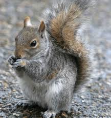 Squirrel Removal