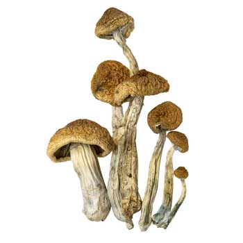 magic mushrooms